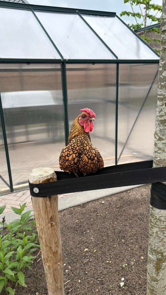 Goudgezoomde Sebright haan, Dieren en Toebehoren, Mannelijk, Kip