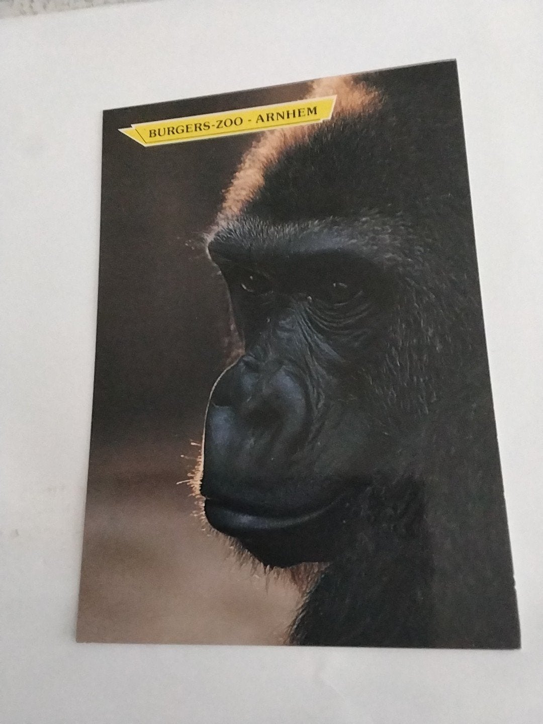 Ansichtkaart Burgers' Zoo Arnhem - Gorilla, Ophalen of Verzenden, 1980 tot heden, Ongelopen