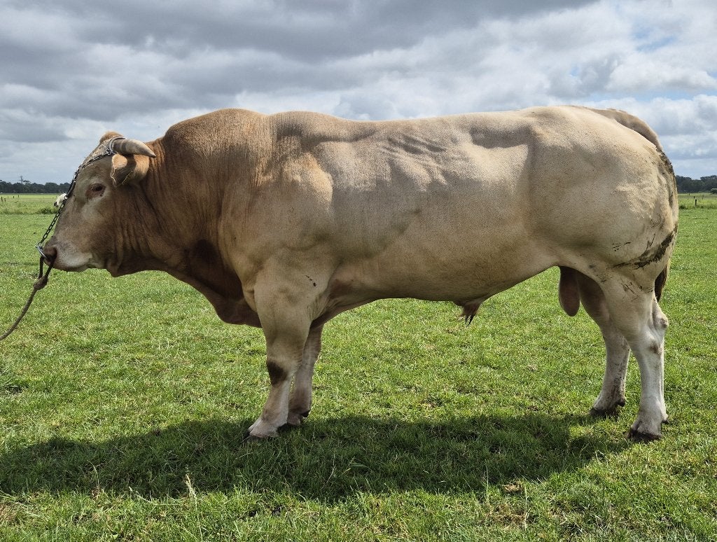 Zeer interessant gefokte Blonde d’Aquitaine dekstier te koop, Mannelijk, 3 tot 6 jaar