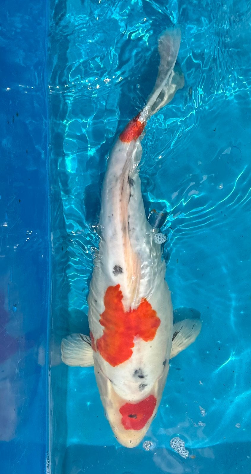 Doitsu Sanke – 41 cm, Karper of Koi