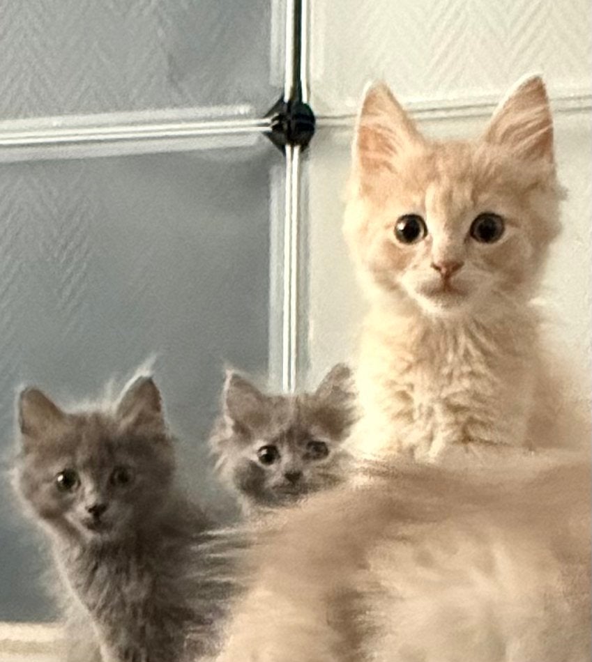Ragdoll kittens beschikbaar, Dieren en Toebehoren, Meerdere dieren, Ontwormd