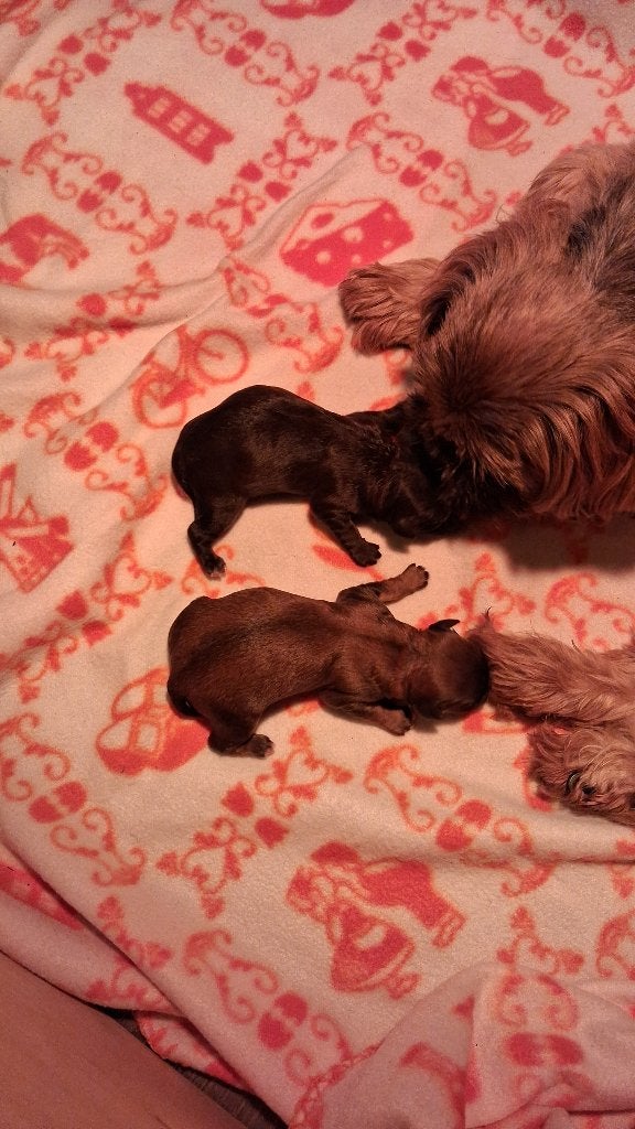 Shih tzu pups, Dieren en Toebehoren, Honden | Chihuahua's en Gezelschapshonden, Teef, Overige rassen, Particulier, Meerdere, Nederland
