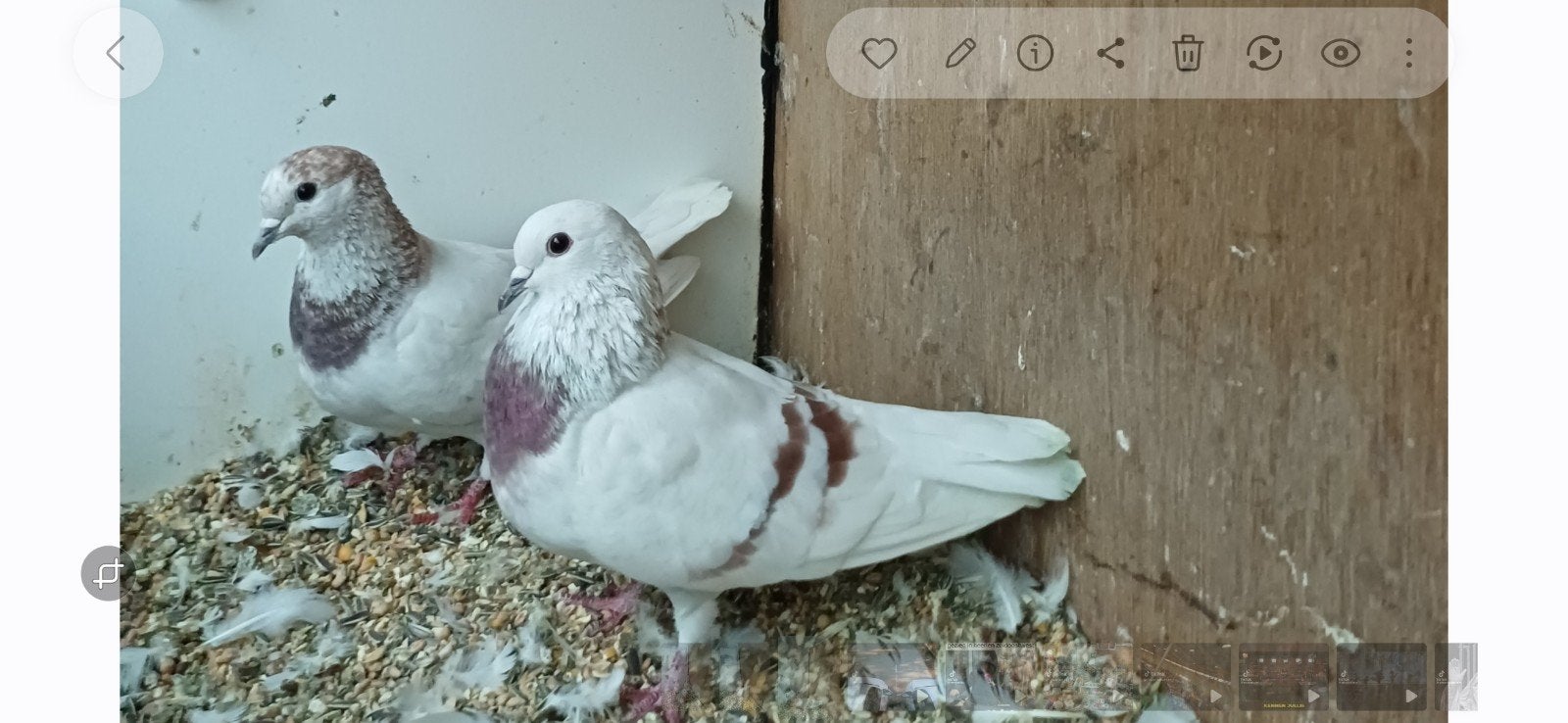 sierduiven 5voor €10 samen, Dieren en Toebehoren, Meerdere dieren