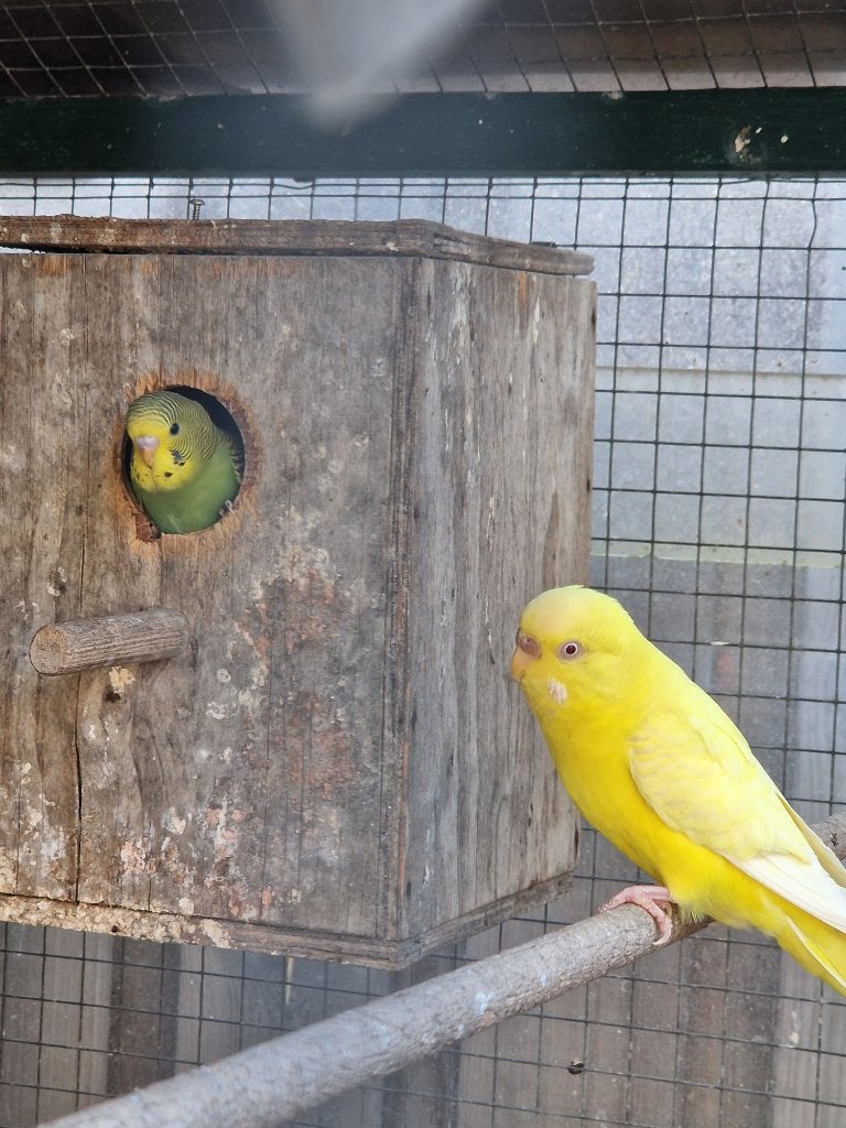 2 + 4 Jonge grasparkieten natuurbroed in buiten voilere., Dieren en Toebehoren, Vogels | Parkieten en Papegaaien, Meerdere dieren