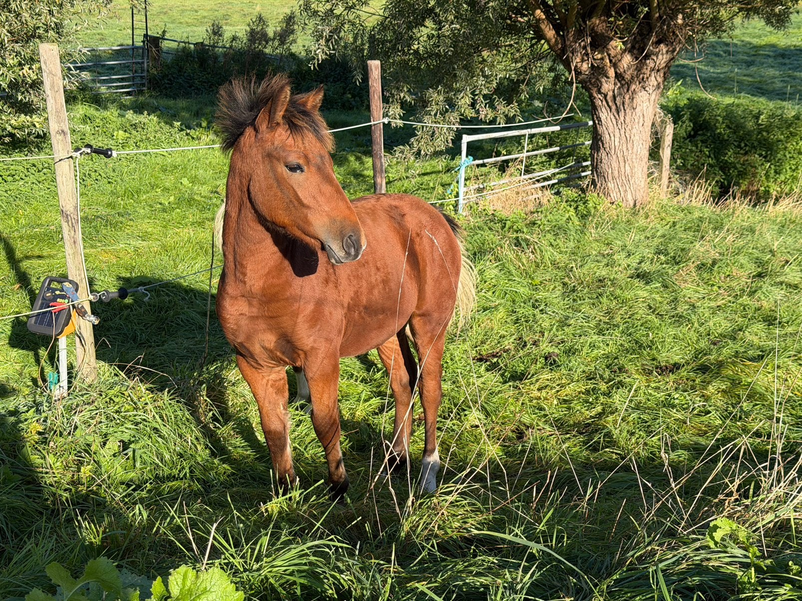 New forest veulen (D pony) van 7 mei, Springpaard, Minder dan 160 cm, Met stamboom, 0 tot 2 jaar