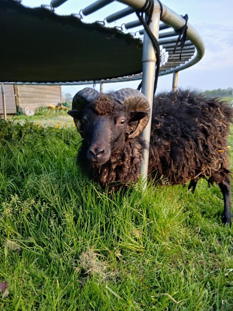 Quessant Ram!, Dieren en Toebehoren, Mannelijk, Schaap, 0 tot 2 jaar