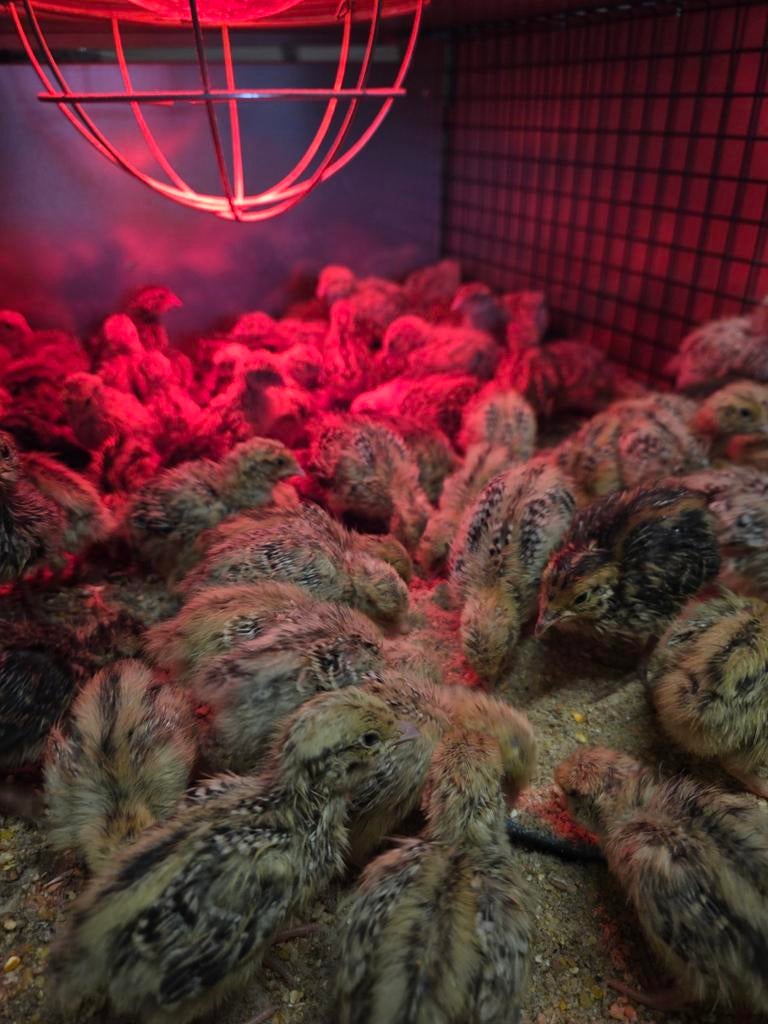 Japanse Jumbo Kwartel Kuikens te koop, Dieren en Toebehoren, Pluimvee, Geslacht onbekend, Overige soorten