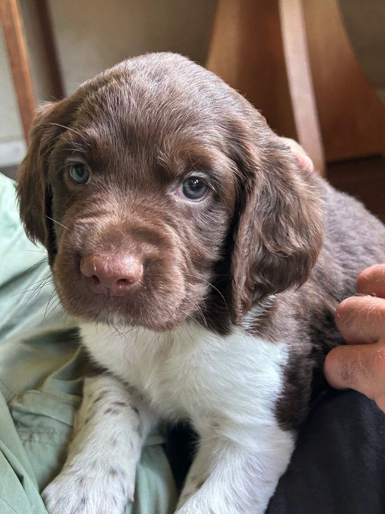 Heidewachtel, Kleine Münsterländer Reutje pup beschikbaar, 8 tot 15 weken, Meerdere, Meerdere dieren, Duitse Staande hond