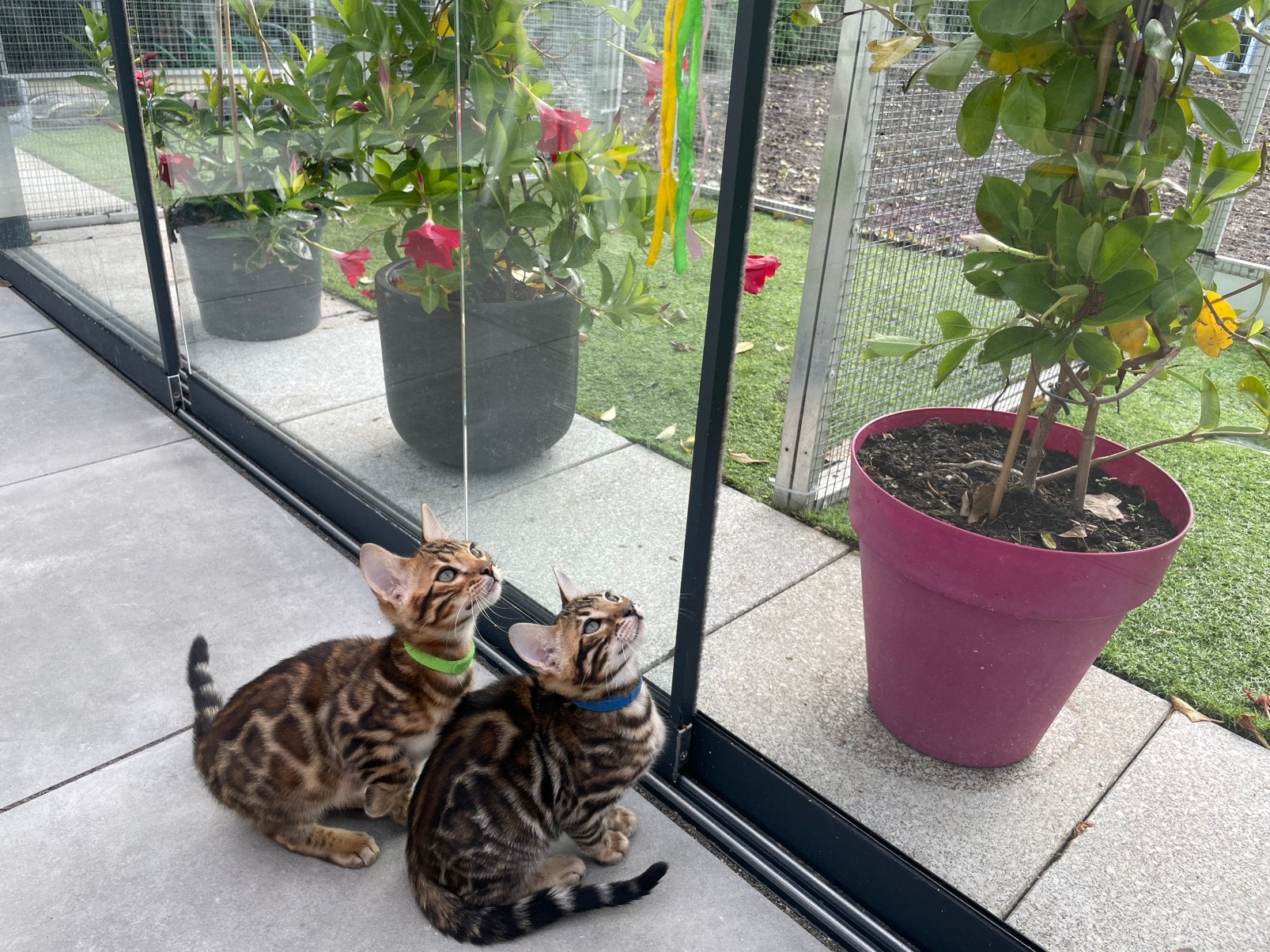 Raszuivere  bengaalse kittens met stamboom, Dieren en Toebehoren, Meerdere dieren, Met stamboom, 0 tot 2 jaar