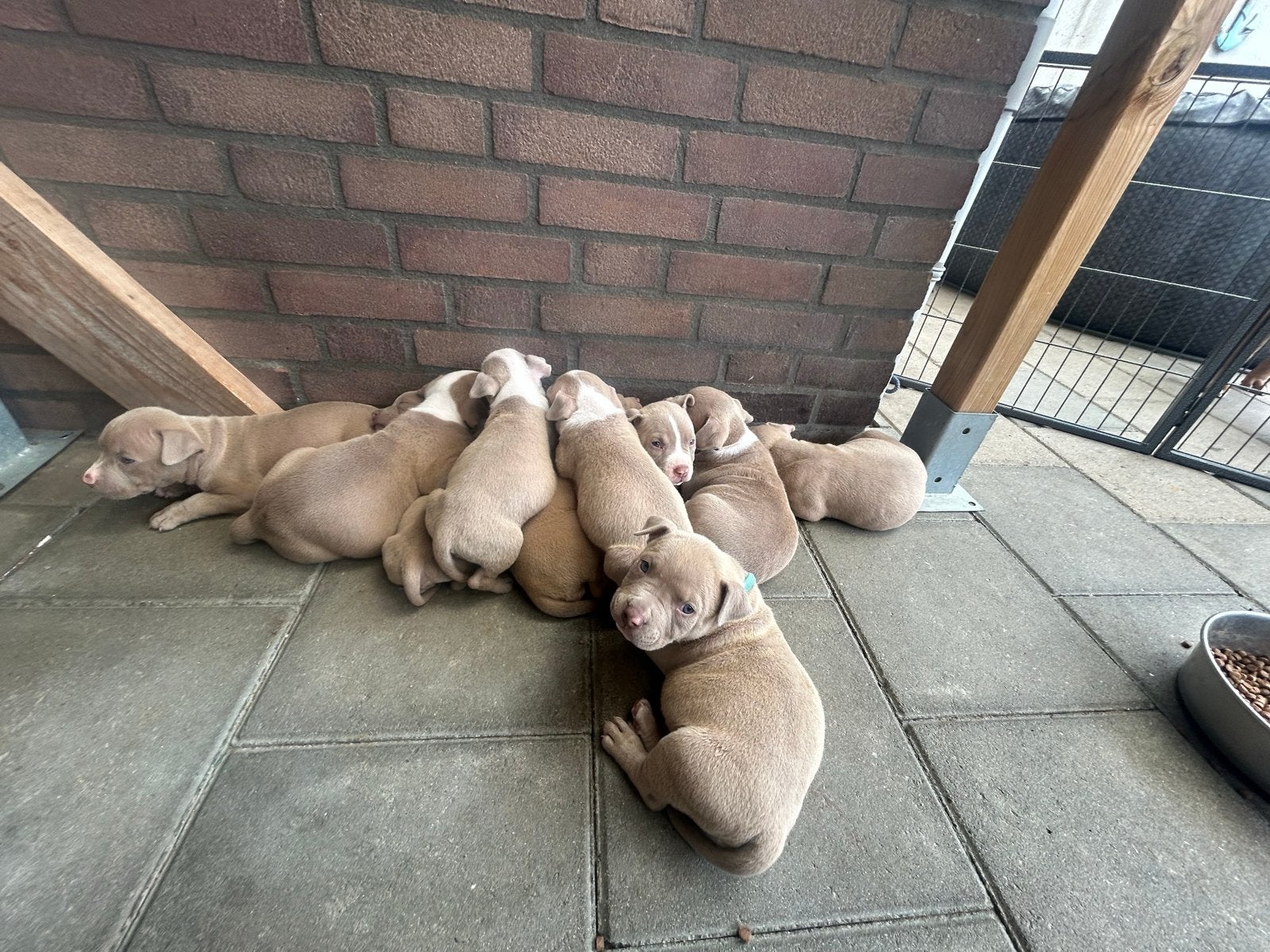 Amerikaanse Pocket bullys dbkc geregistreerd, 7 teefjes nog, 8 tot 15 weken, Teef, Eén hond, Klein