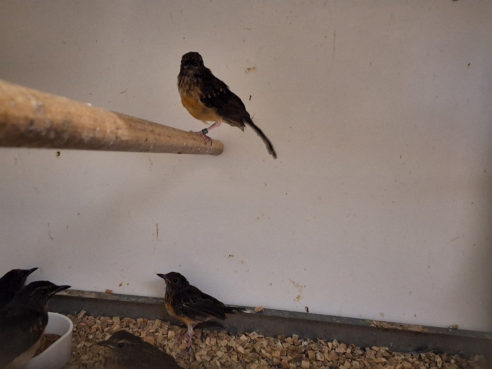 Prachtige schamalijsters koppel, man en pop los, Meerdere dieren, Geringd