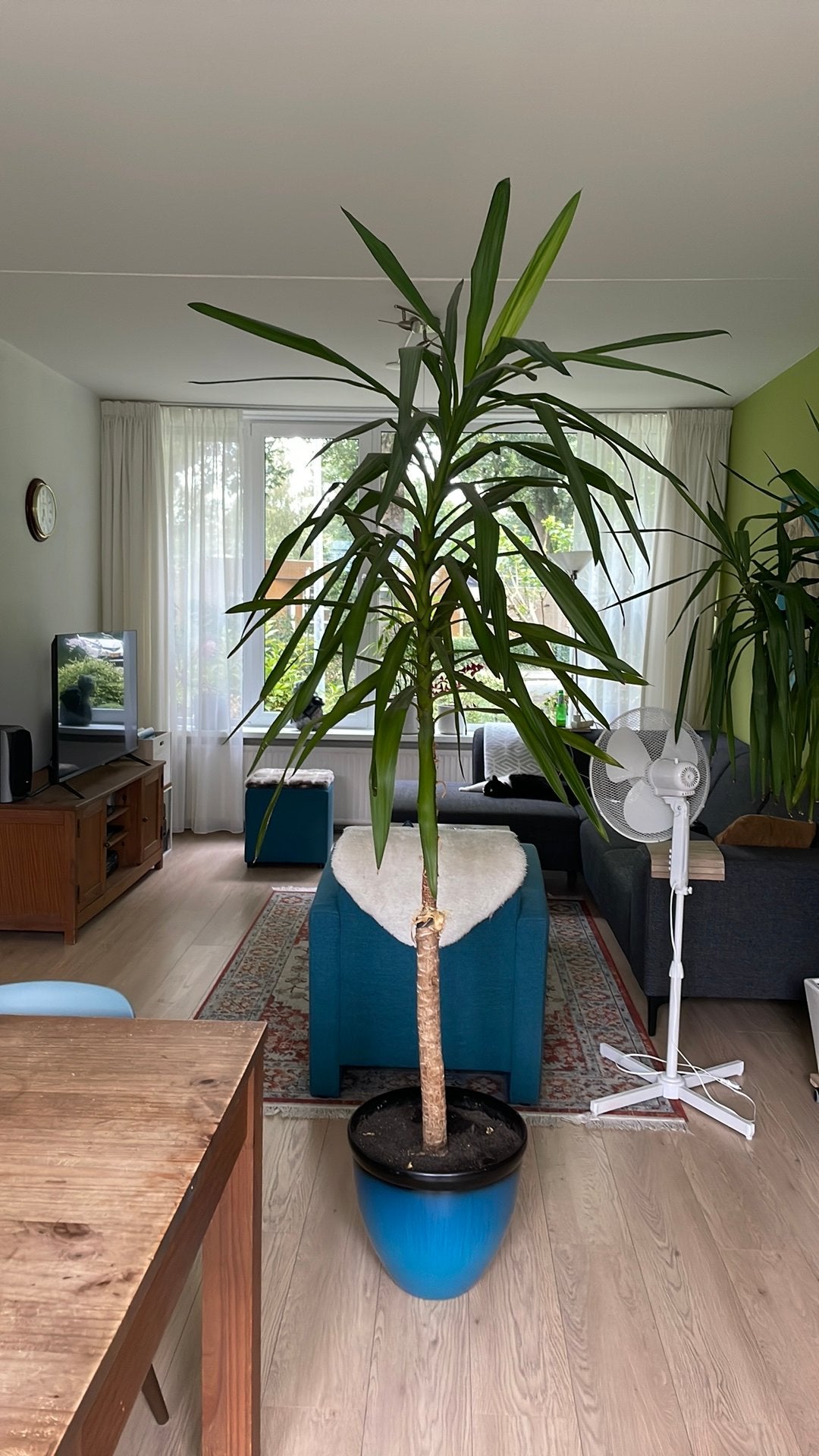 Grote Yucca plant in pot, Ophalen, Halfschaduw, In pot, Yucca
