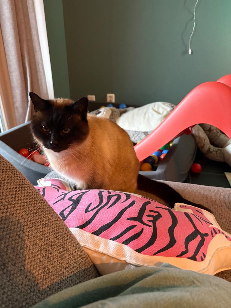 Poes en kater te koop, Dieren en Toebehoren, Katten en Kittens | Overige Katten, Meerdere dieren, Kortharig, 6 jaar of ouder