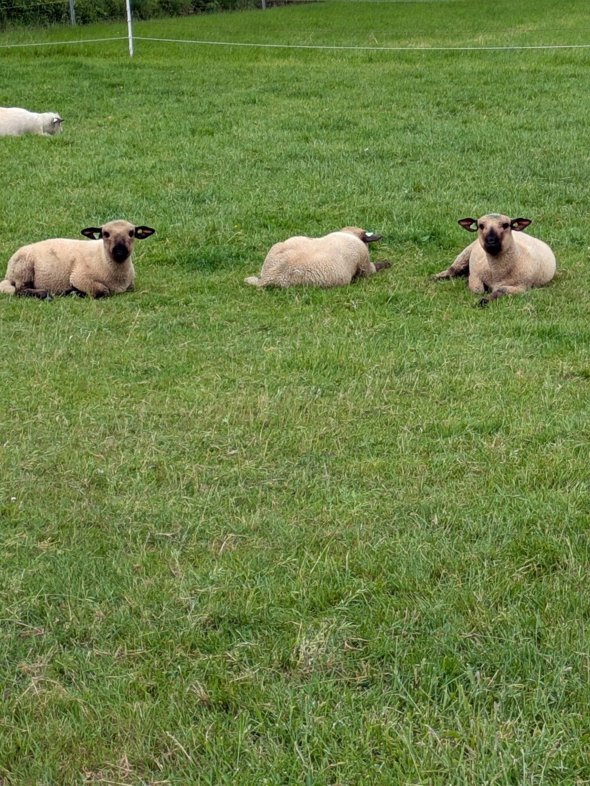 Stamboek Hampshire Down ooilammeren, Dieren en Toebehoren, Schapen, Geiten en Varkens, Vrouwelijk, Schaap