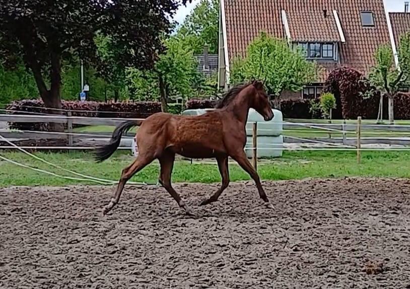 Wegens ruimte en tijd gebrek jaarling hengst, Met stamboom, Springpony, 0 tot 2 jaar, Hengst