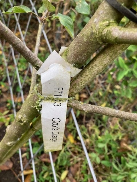 Malus hybriden diverse cultivars, Tuin en Terras, Ophalen, Overige soorten, Struik, 100 tot 250 cm