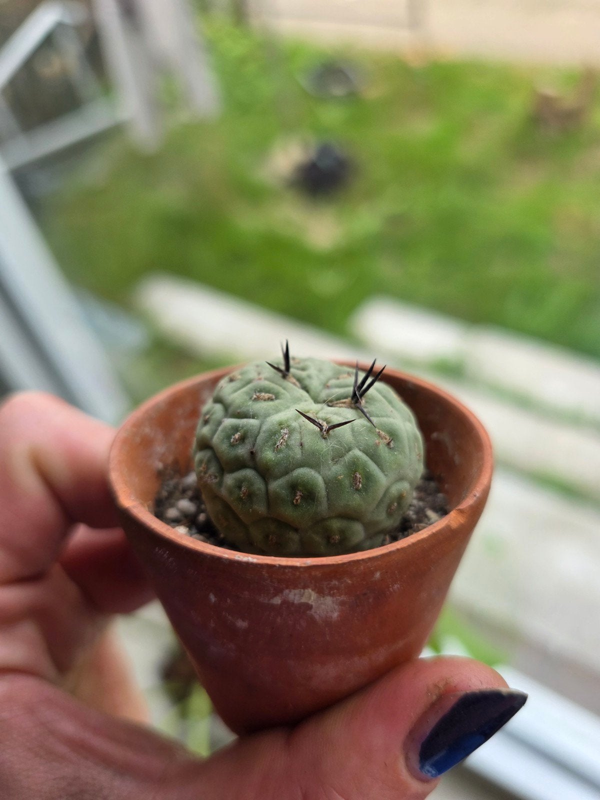 Tephrocactus geometricus, Ophalen of Verzenden, Halfschaduw, Minder dan 100 cm