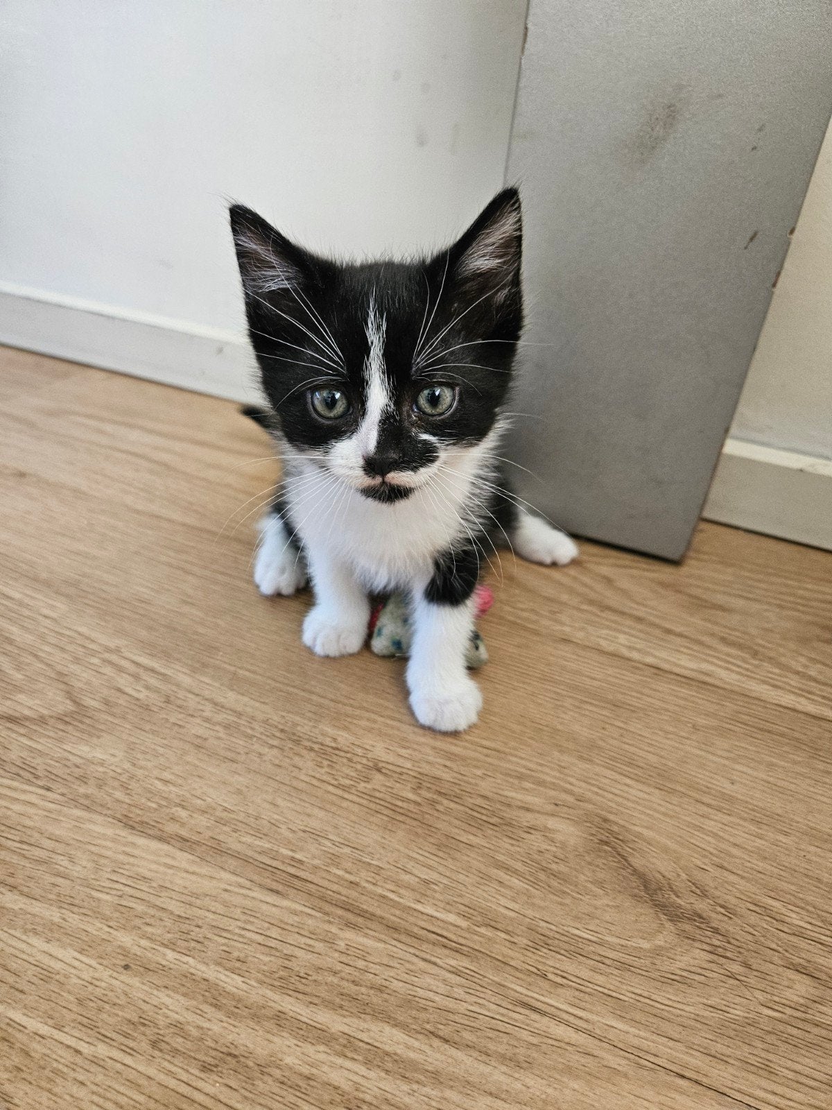 2 kittens te koop, Meerdere dieren, Kortharig