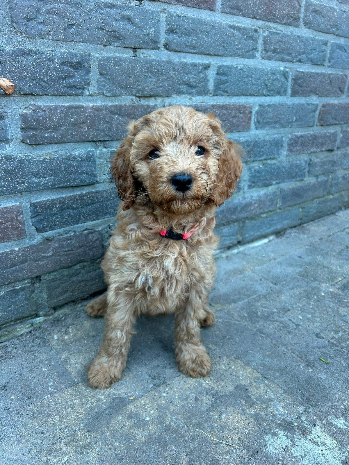 medium australian labradoodle pups, Dieren en Toebehoren, 8 tot 15 weken, Meerdere, Meerdere dieren, Middel