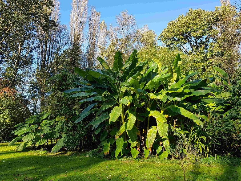 Vezel bananenplant ofwel Musa basjoo, Tuin en Terras, Volle zon, Vaste plant, Zomer, Ophalen