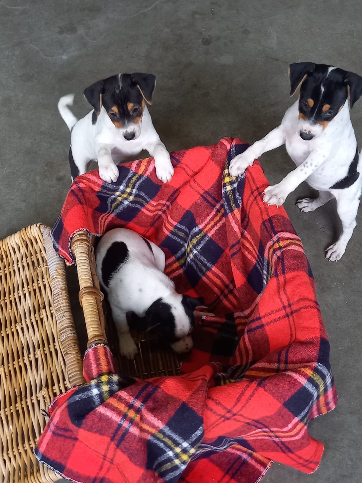 Hele mooie Boerenfox pups, Dieren en Toebehoren, Overige rassen, 8 tot 15 weken, Meerdere, Meerdere dieren