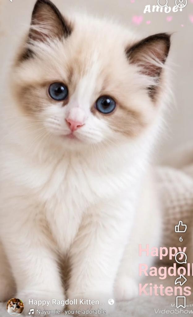 Ragdoll kittens | echte knuffelkontjes, Dieren en Toebehoren, Meerdere dieren, Ontwormd