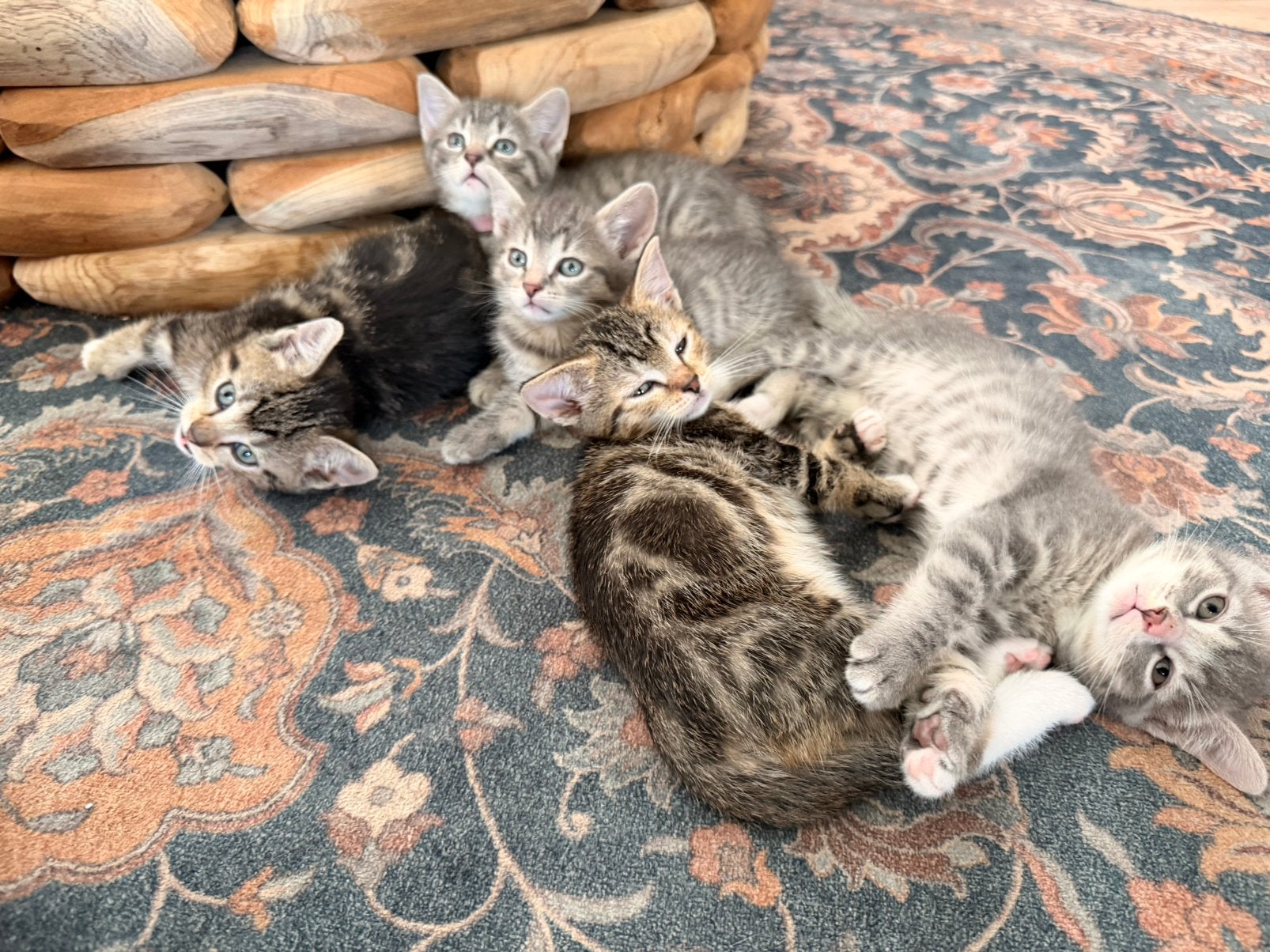 Nog 2 mooie lieve kittens te koop, Dieren en Toebehoren, Katten en Kittens | Overige Katten, Kortharig, 0 tot 2 jaar
