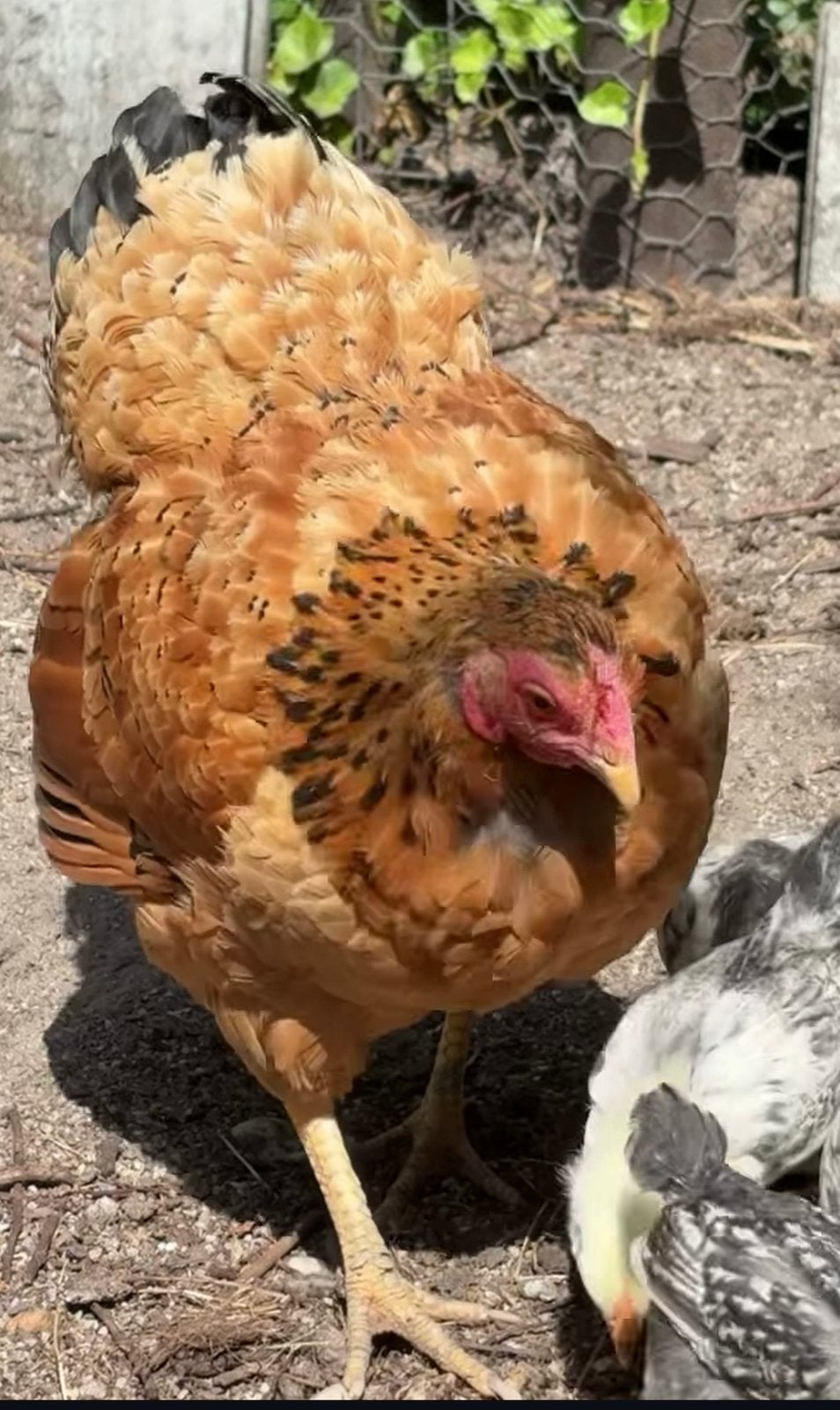 Wyandotte kriel, Meerdere dieren, Kip