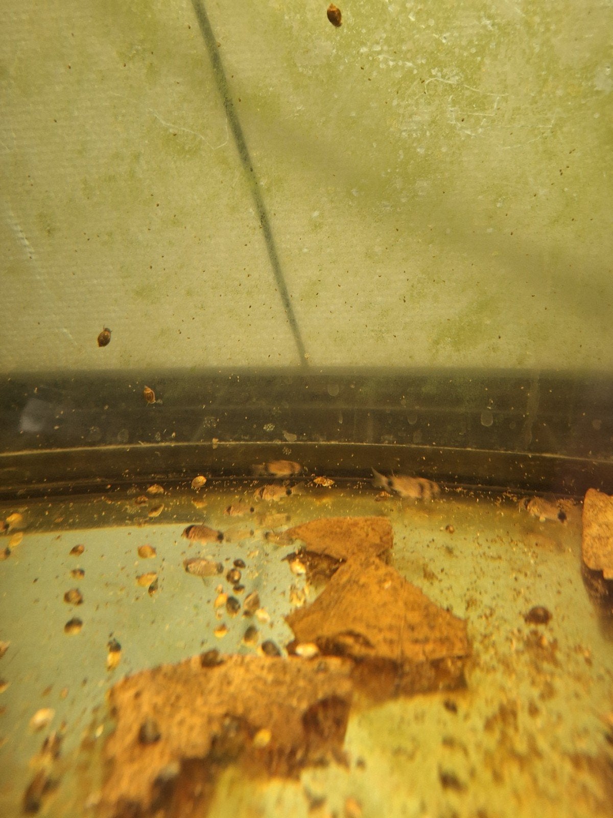Panda Corydoras, Dieren en Toebehoren, Vissen | Aquariumvissen, Vis, Zoetwatervis, Schoolvis