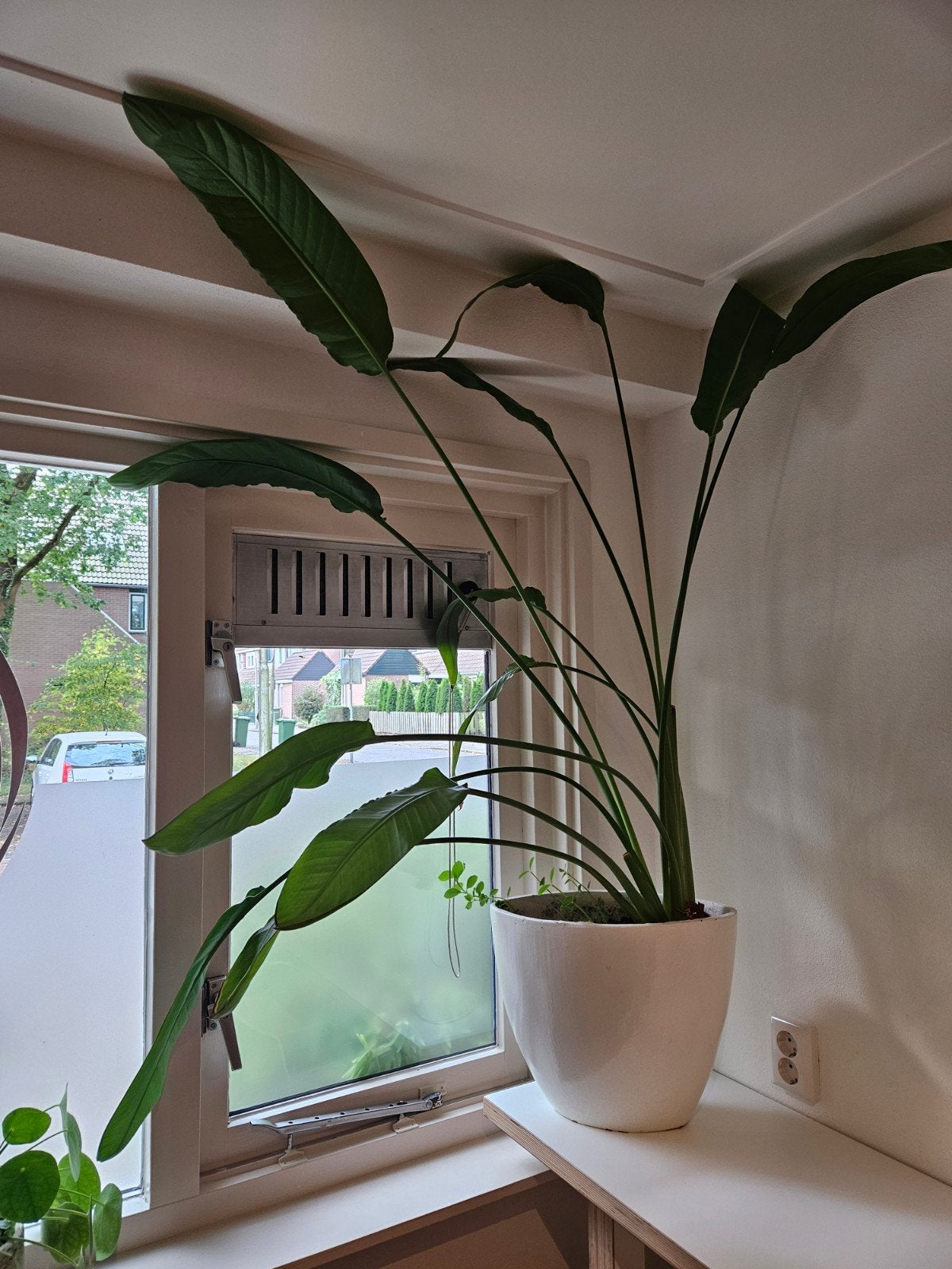 Strelitzia (Paradijsvogelbloem) - 1 meter hoog, Huis en Inrichting, Ophalen, 100 tot 150 cm, Overige soorten, Halfschaduw