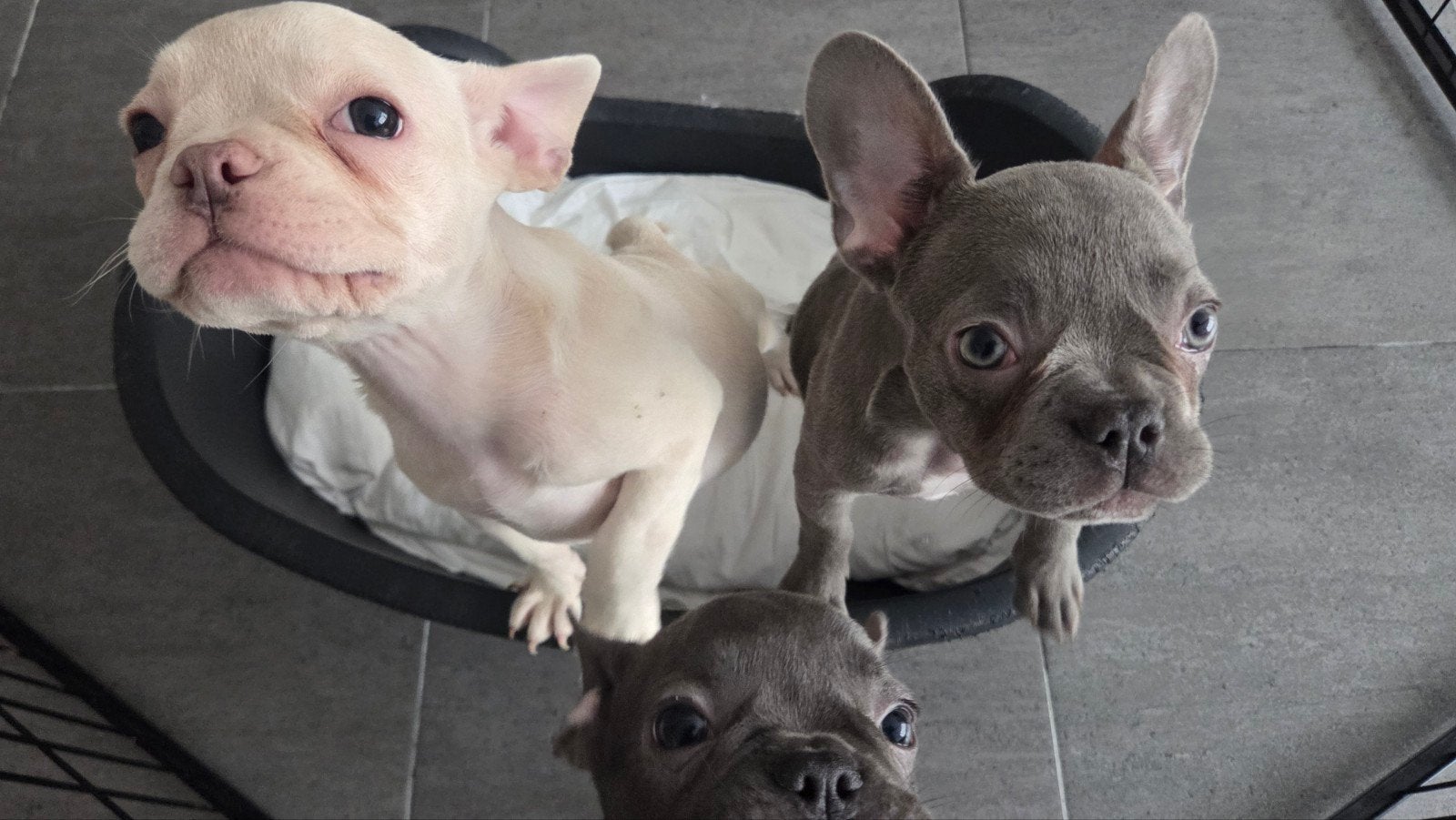 French Bulldog puppy's, België, Fokker | Hobbymatig, 15 weken tot 1 jaar, Teef