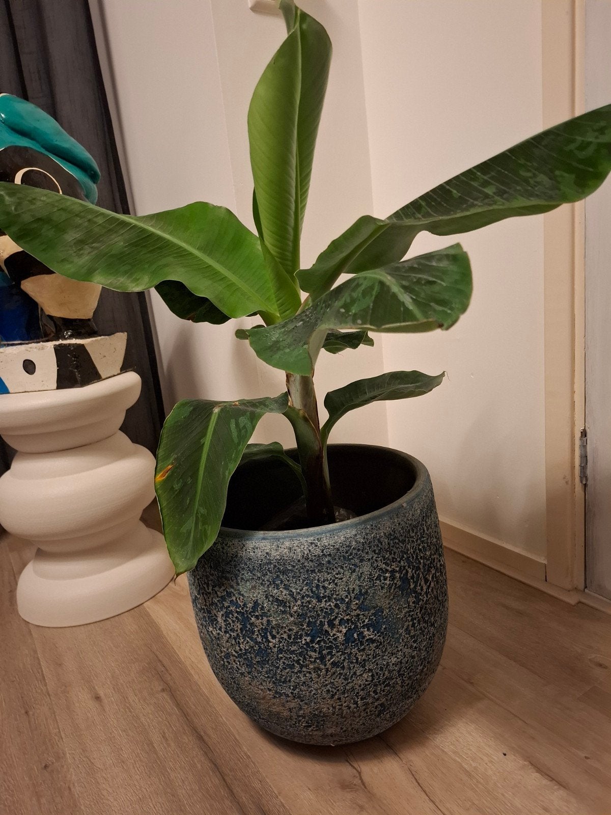 Mooie bananenplant in grote bloempot, Ophalen, 100 tot 150 cm, Overige soorten, In pot