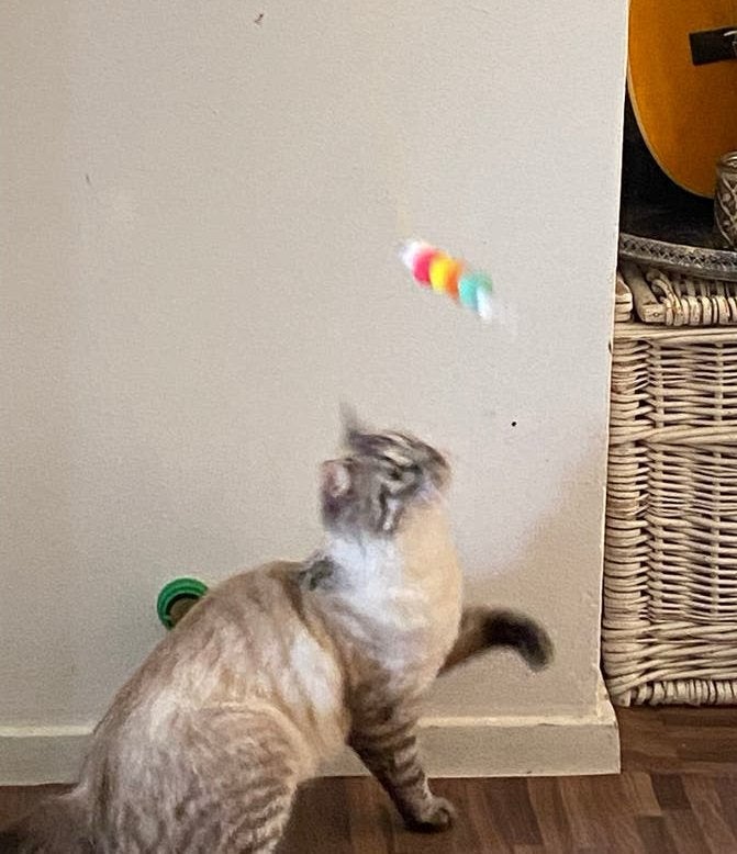 Prachtige lieve Siberische x Noorse boskat poes 1 jaar, Poes, Gechipt