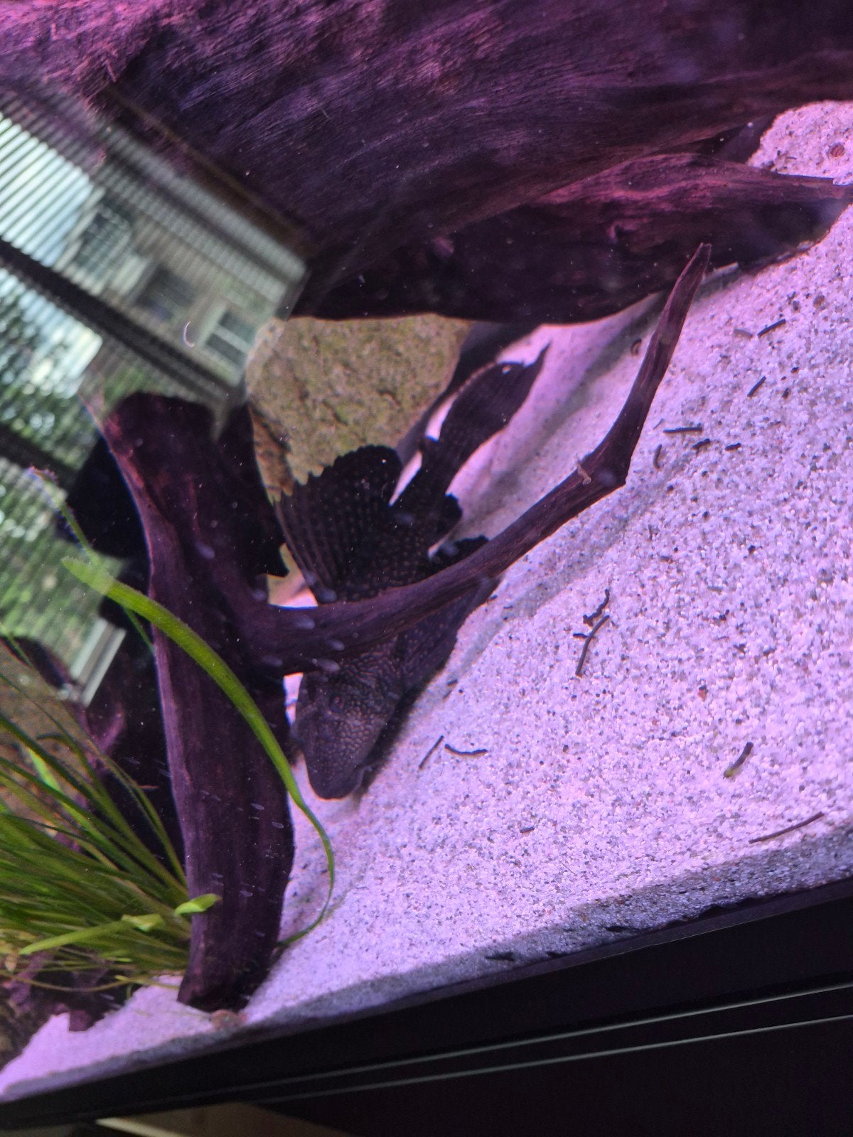 Zeilvin pleco 25/30cm GRATIS, Dieren en Toebehoren, Vis