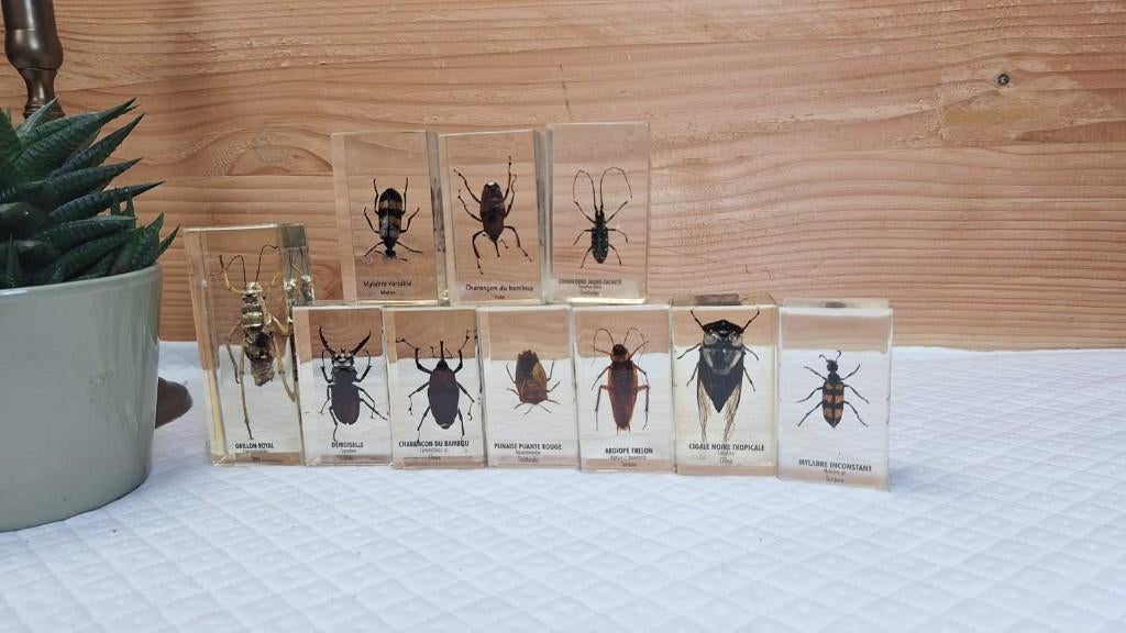 Taxidermie - Opgezette Insecten in epoxy, Verzamelen, Dierenverzamelingen, Ophalen of Verzenden, Nieuw, Insect, Opgezet dier