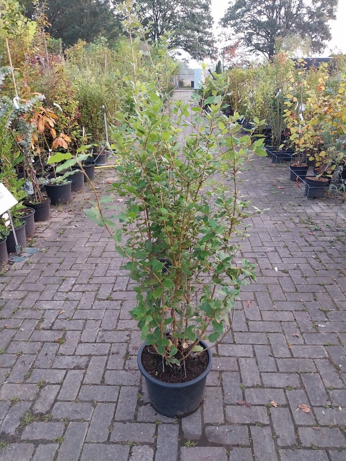 Quercus Ilex Struiken - Diverse Maten Beschikbaar, Volle zon, Vaste plant, Bloeit niet, Ophalen