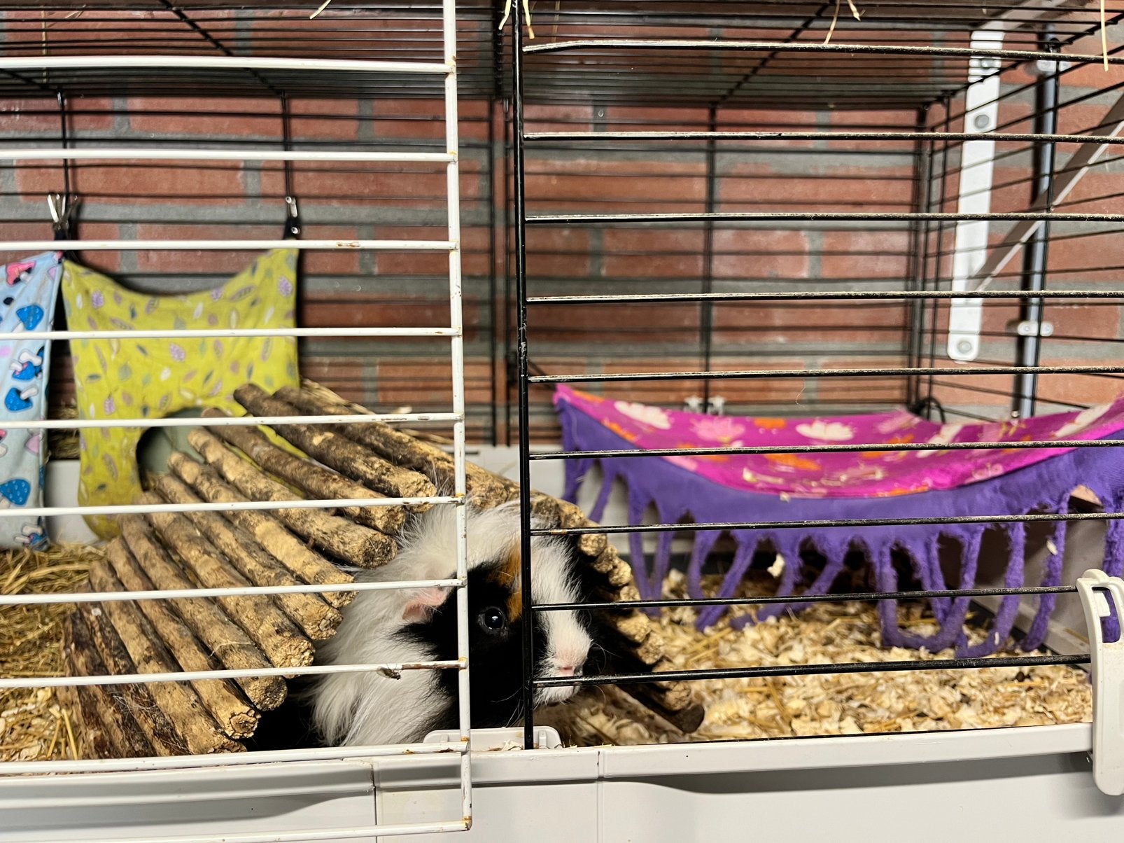 2 cavia beertjes evt met volledige huisvesting!, Dieren en Toebehoren, Cavia, April, Mannelijk, Tam