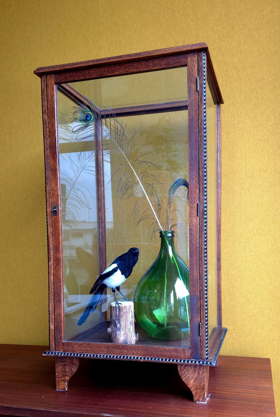 Antieke Eiken Winkel Vitrine kastje / Museum Vitrinekast, Glas, Gebruikt, Vintage, Minder dan 100 cm