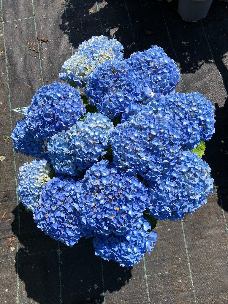 Hortensia (Hydrangea macrophylla) in diverse kleuren, Tuin en Terras, Vaste plant, Halfschaduw, Zomer, Ophalen