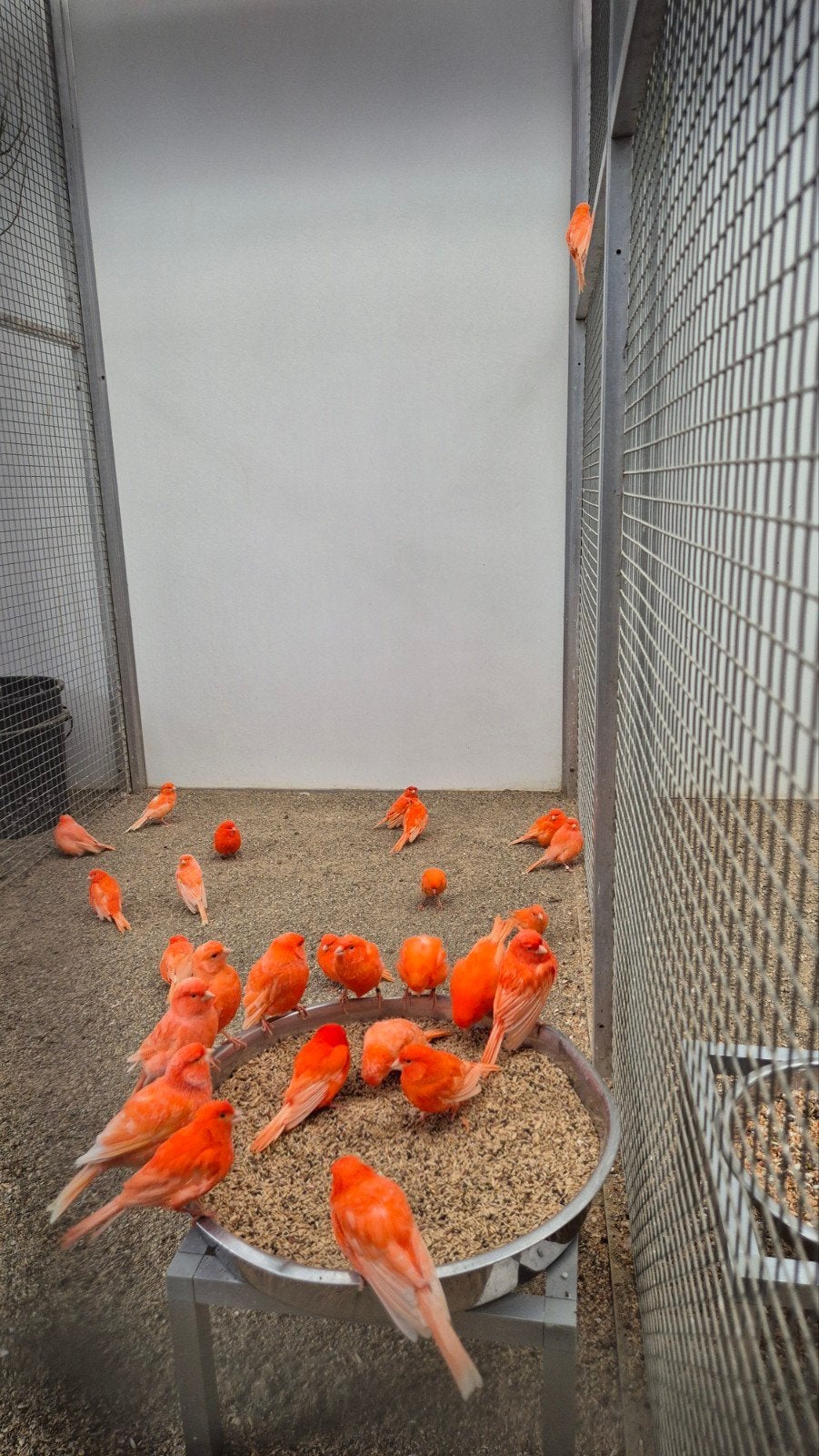 NIEUW BINNEN BIJ VOGELSPECIAALZAAK DE TOEKAN – VUURRODE, Dieren en Toebehoren, Meerdere dieren