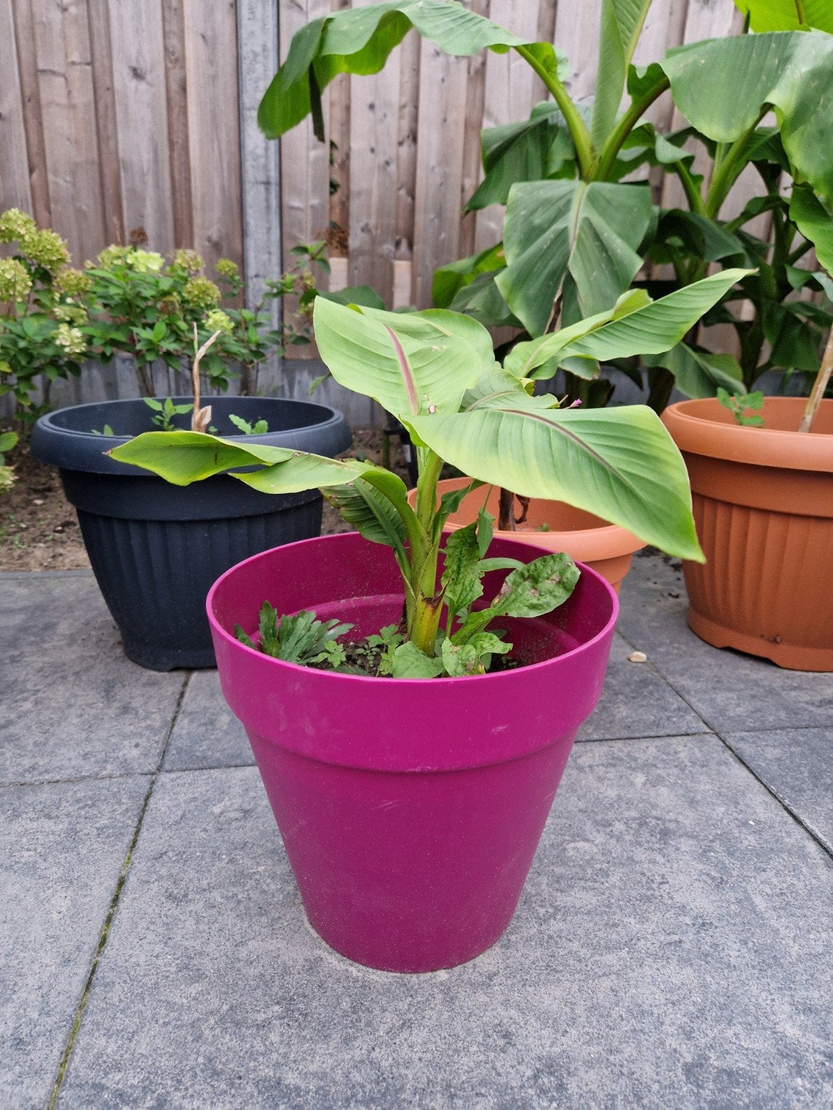 4 sterke bananenplanten (winterhard), Ophalen, Overige soorten, Volle zon