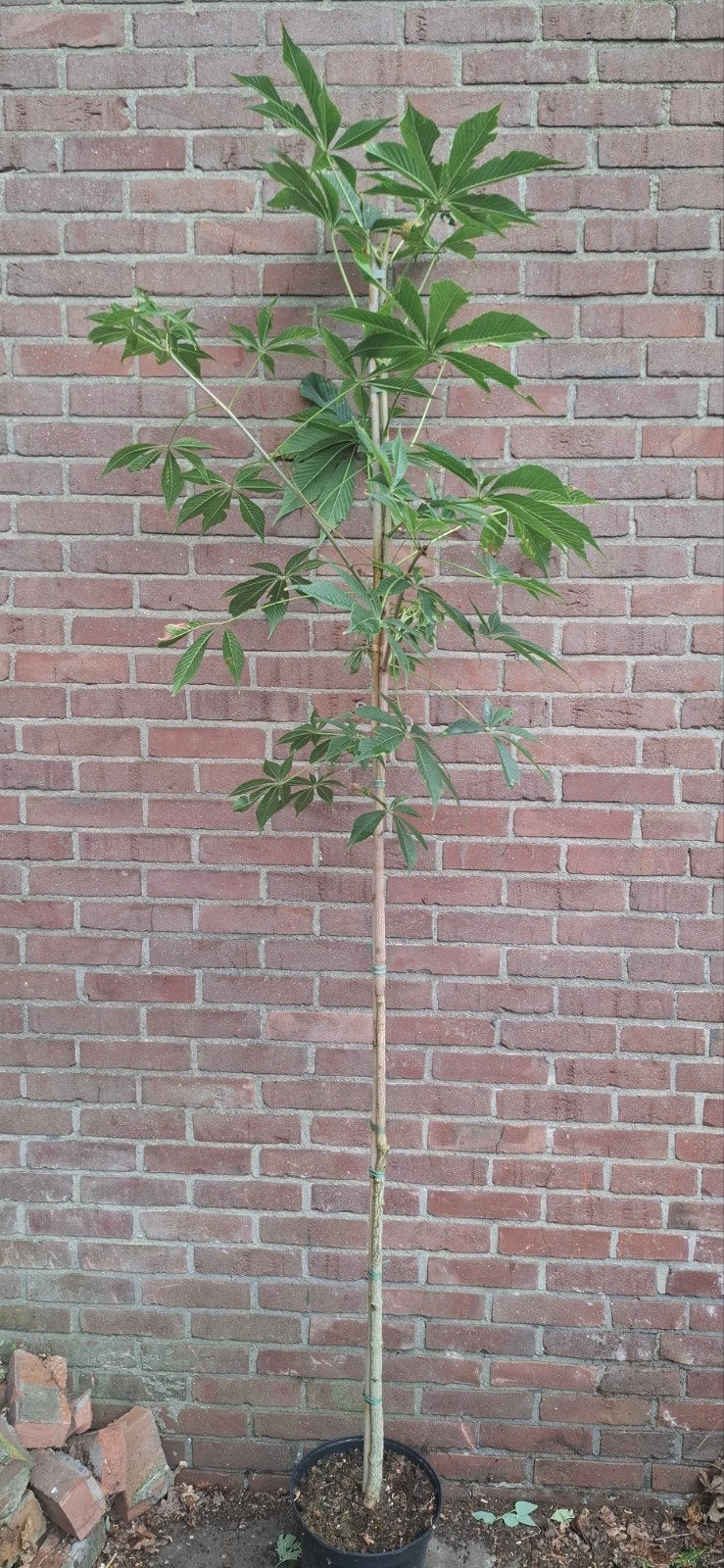 Aesculus glabra, gladde pavia, Ophalen, Volle zon, Overige soorten