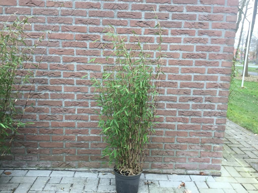 Fargesia nitida Volcano, niet woekerende bamboe!!!, Vaste plant, Bloeit niet, Halfschaduw, Ophalen