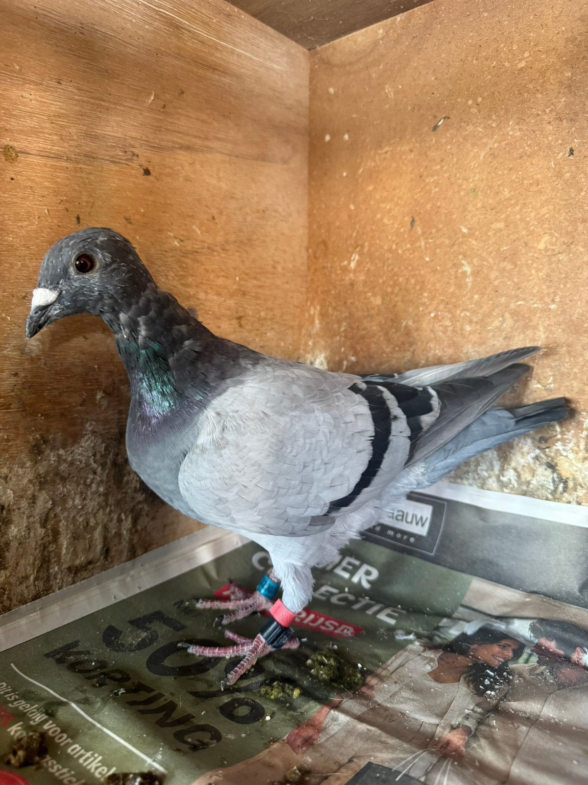 Jonge postduif, Geslacht onbekend, Postduif