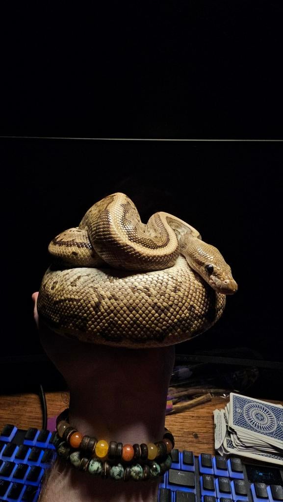 Mannelijke KoningsPython Ball Python - male for sale from Jobbe