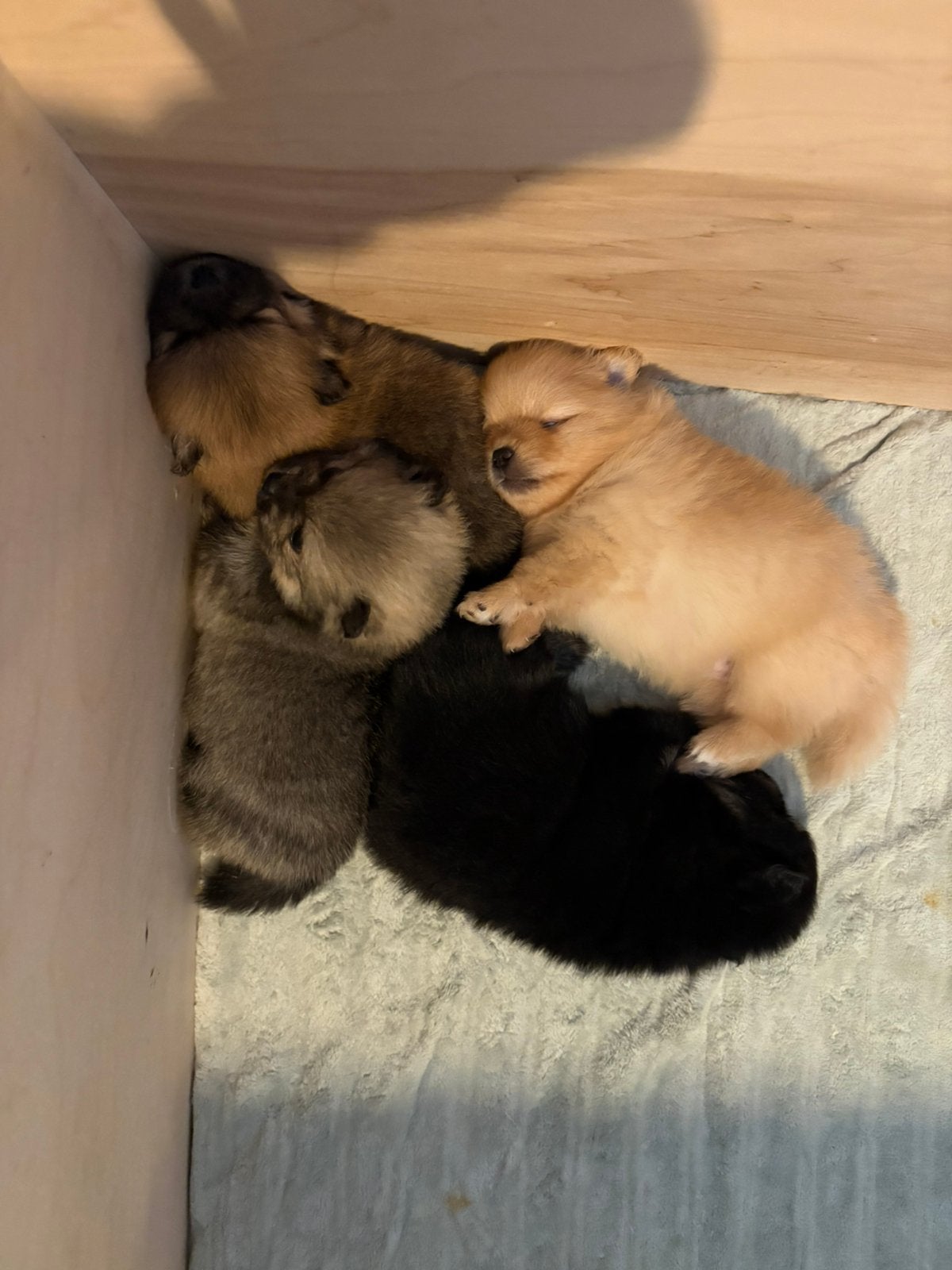 Pomeranian Pups te koop, Parvo, 8 tot 15 weken, Meerdere, Meerdere dieren