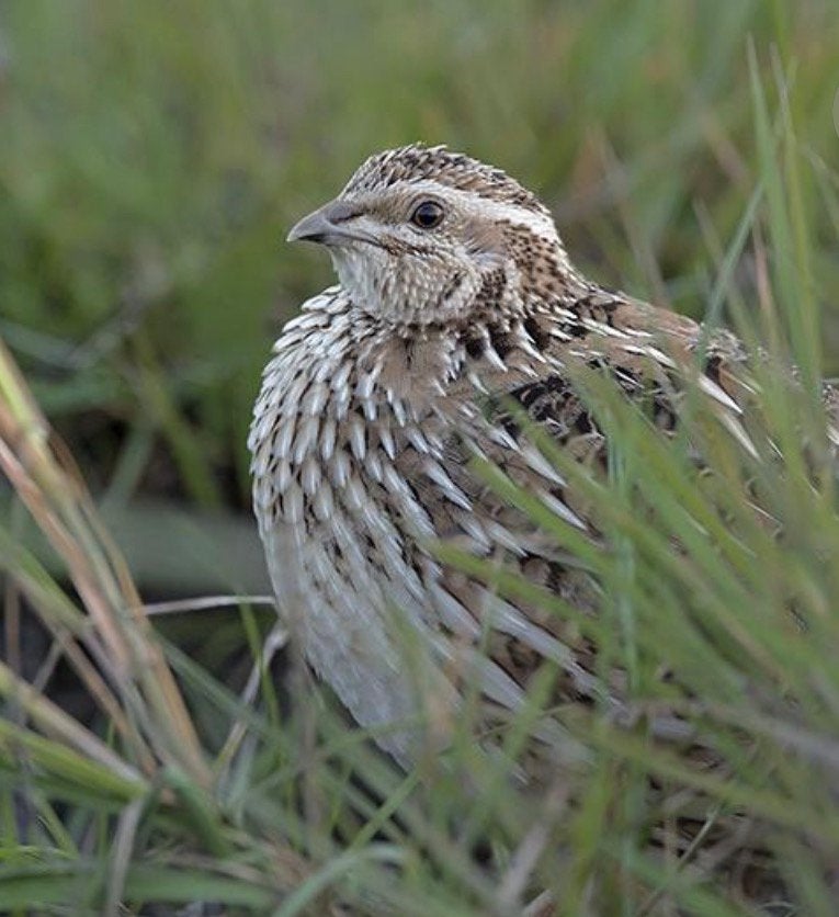 Japnse kwartels, Meerdere dieren, Overige soorten
