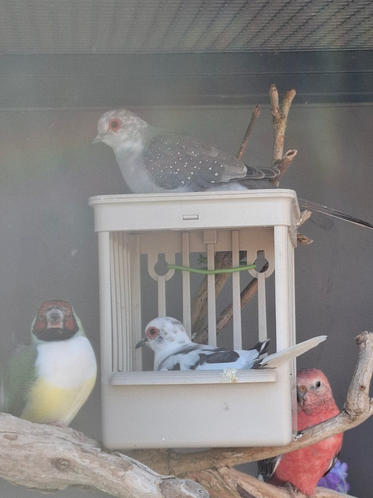 bonte diamantduiven, Meerdere dieren