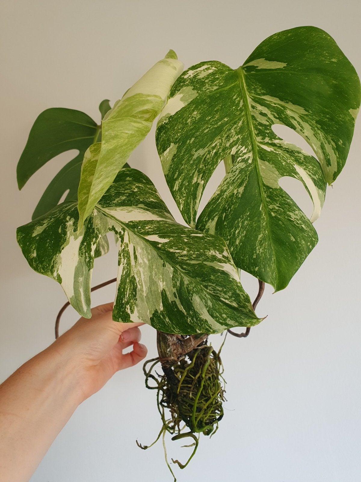 Monstera variegata stek, Ophalen, Minder dan 100 cm