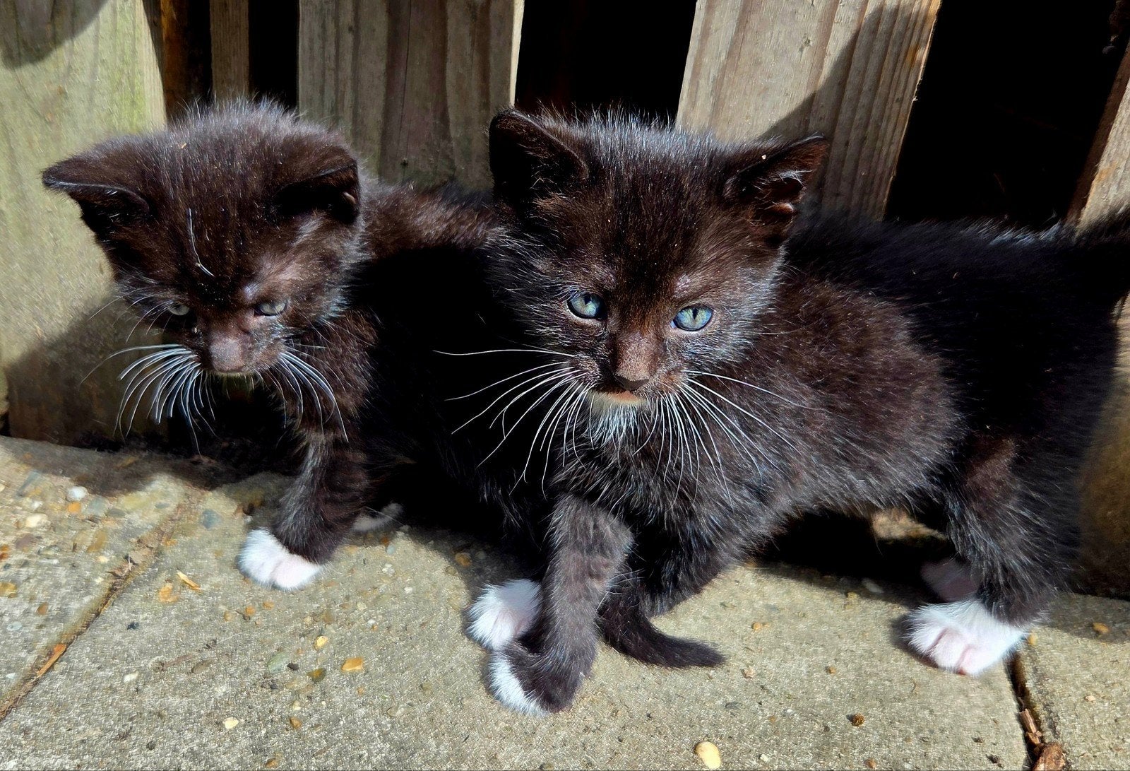 Kittens zoeken een nieuw thuis, Meerdere dieren